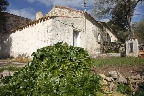 BiancaCumunu di Sant'Antoni di GadduraAla a mezzudì di lu stazzu spaltutu e la  madonnina