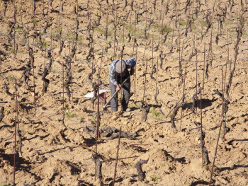 Frà Ferri Località Caciolu - Comune di Palau  Conduzione di piccola vigna con metodi tradizionali