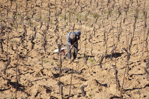 Frà Ferri Località Caciolu - Comune di Palau  Conduzione di piccola vigna con metodi tradizionali