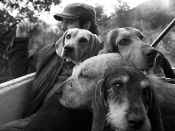 I caniLocalità Cultisia - Comune di Luogosanto  Caccia grossa, “Compagnia La Cilata”, trasferimento dei cani e dei cacciatori verso una battuta, a bordo di un fuoristrada