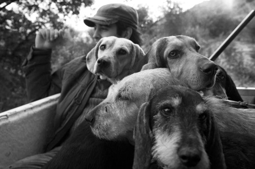 I caniLocalità Cultisia - Comune di Luogosanto  Caccia grossa, “Compagnia La Cilata”, trasferimento dei cani e dei cacciatori verso una battuta, a bordo di un fuoristrada