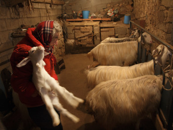 Salconi moderni Località San Pasquale, Stazzu Monti Russoni - Comune di Tempio Pausania  Stalla per capre e capretti, cura dell’allattamento dei capretti