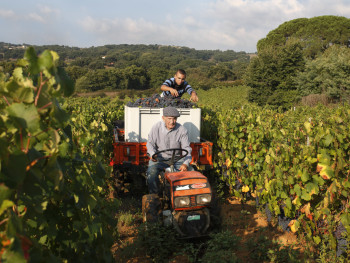 Tiu Paulu Località Sa Preda Bianca - Comune di Luras  Vendemmia dell’uva di Nebbiolo per le Cantine Paolo Depperu & Figli