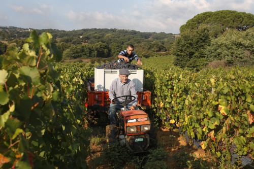 Tiu Paulu Localitài Sa Preda Bianca - Cumunu di Lurisi  Bibbenna di lu Nebbiolo pa la chintina di Paulu Depperu e fiddoli