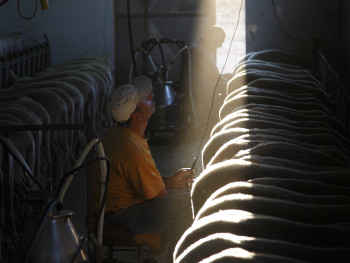 Secondo turno, primo sole Località Taroni - Comune di Telti  Stalla adiacente al Palazzetto di Taroni, mungitura del gregge con mungitrici elettriche