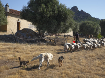 La cumpagnia Località Monticanu - Comuni di Palau e Arzachena  Stazzu Monticanu. Facciata Sud, Il proprietario torna dalla mungitura con Il gregge che lo precede in cerca d’ombra ed è seguito da alcuni cani pastore ed un gatto. Sullo sfondo Monticanu