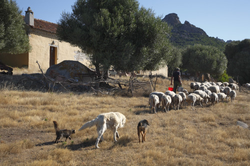 La cumpagnia Località Monticanu - Comuni di Palau e Arzachena  Stazzu Monticanu. Facciata Sud, Il proprietario torna dalla mungitura con Il gregge che lo precede in cerca d’ombra ed è seguito da alcuni cani pastore ed un gatto. Sullo sfondo Monticanu