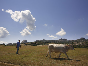 A li ‘acchi Località Silonis, Piana Tunda - Comuni di Luras e Tempio Pausania  Prima della mungitura, sullo sfondo Pulchiana e Monti di Tassu