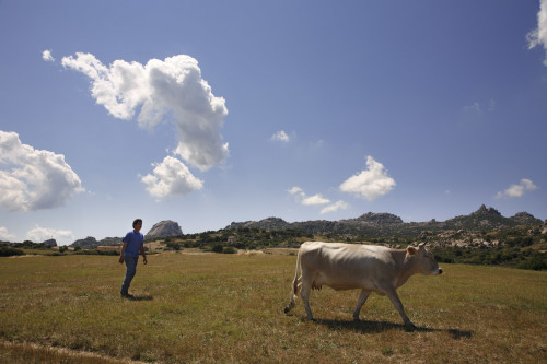 A li ‘acchi Località Silonis, Piana Tunda - Comuni di Luras e Tempio Pausania  Prima della mungitura, sullo sfondo Pulchiana e Monti di Tassu