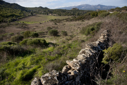 Vigni e Monti 
Contra Quadrada - Comune di Monti 
Vigne nelle alture di Monti nelle vicinanze stazzi abbandonati, sullo sfondo il monte Limbara