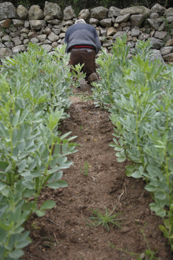 Winter vegetable garden