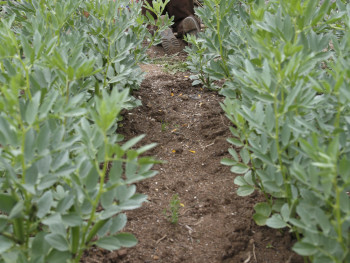 Winter vegetable garden