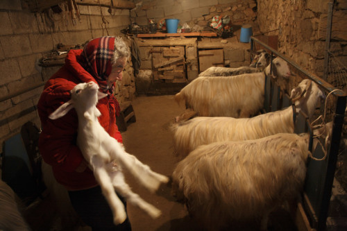 Modern nursery for baby goats