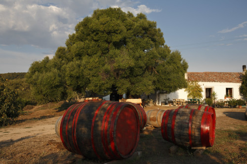 Uddastru e Cupi
Località Balaiana - Comune di Luogosanto 
Stazzu La Casa. Vendemmia tradizionale le botti