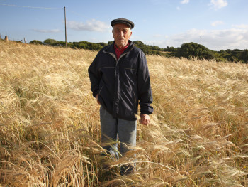 The ear of barley in hand