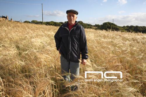The ear of barley in hand
