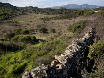 Vigni e Monti 
Contra Quadrada - Comune di Monti 
Vigne nelle alture di Monti nelle vicinanze stazzi abbandonati, sullo sfondo il monte Limbara