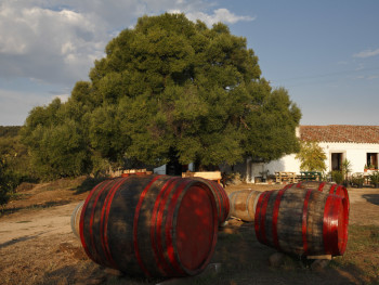 Olive trees and barrels